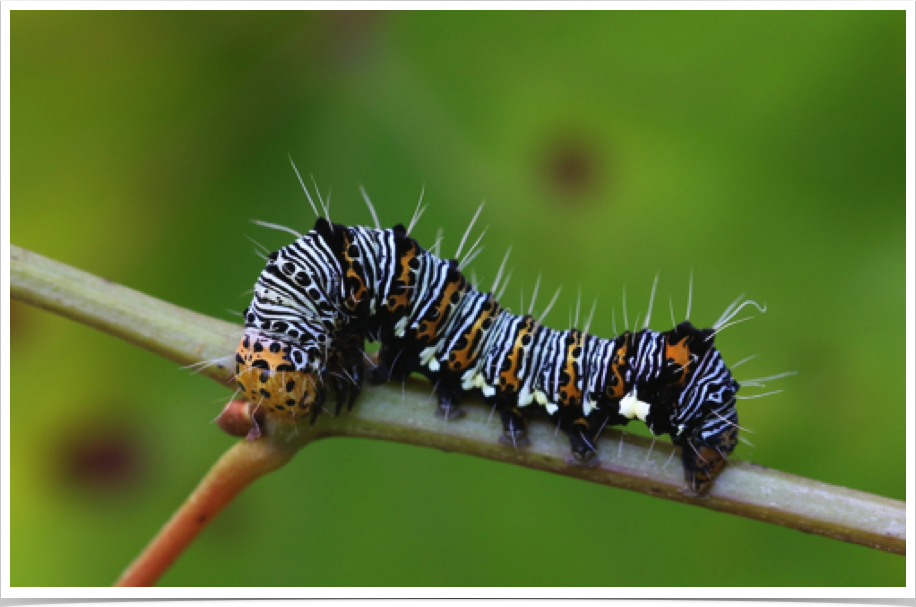 Alypia octomaculata
Eight-spotted Forester
Lowndes County, Alabama